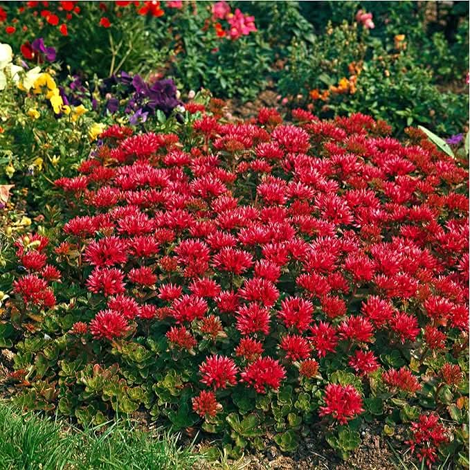 Sedum Ground Cover Flower Seeds for Planting – Drought-Tolerant Blooming Seeds
