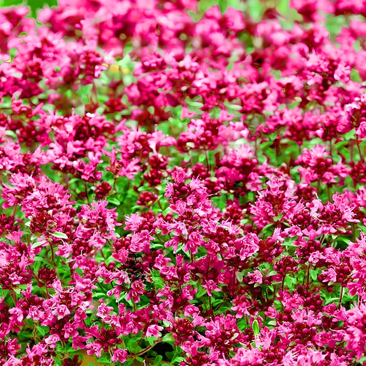 Creeping Mother of Thyme groundcover for garden