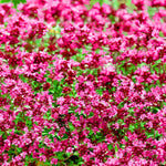 Creeping Mother of Thyme groundcover for garden