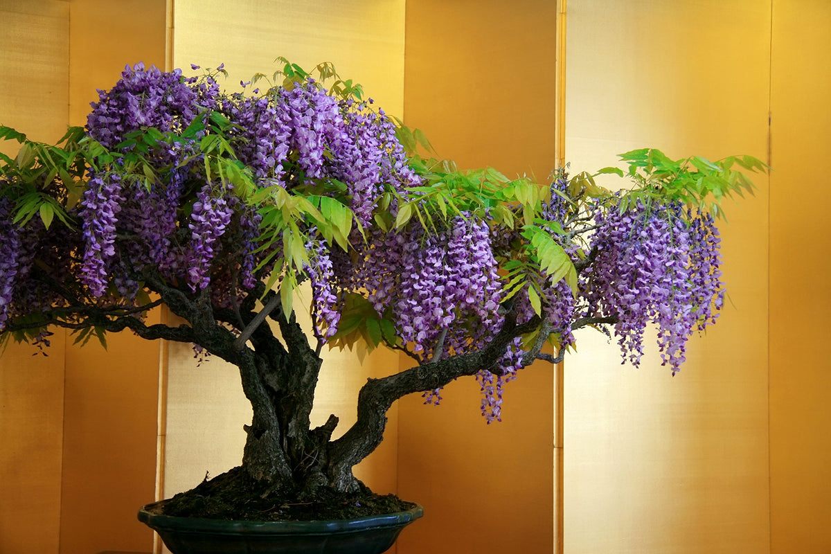 Chinese Blue Wisteria Bonsai Seed Pack – Elegant Purple Flowers