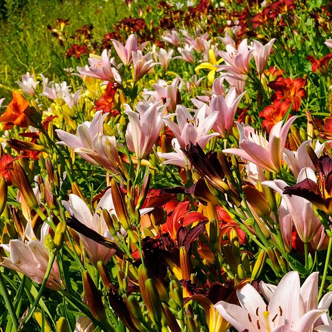 Daylily Hemerocallis spp. for planting in flower bed