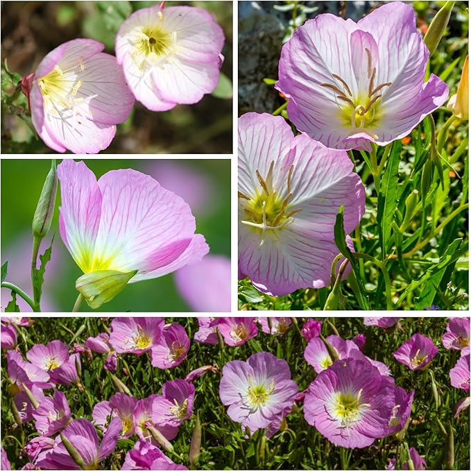 Showy Evening Primrose (Oenothera speciosa) seeds for planting in home garden