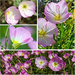 Showy Evening Primrose (Oenothera speciosa) seeds for planting in home garden