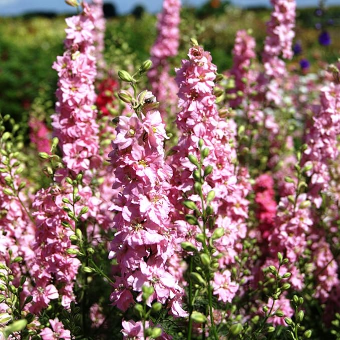 Delphinium Elatum "Delphina" Rose Flower Seeds for Planting