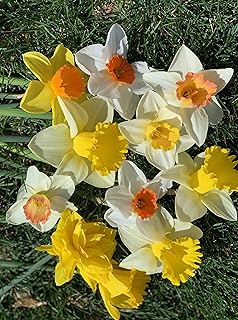 Daffodil Narcissus Pseudonarcissus Mixed Flower Seeds for Planting
