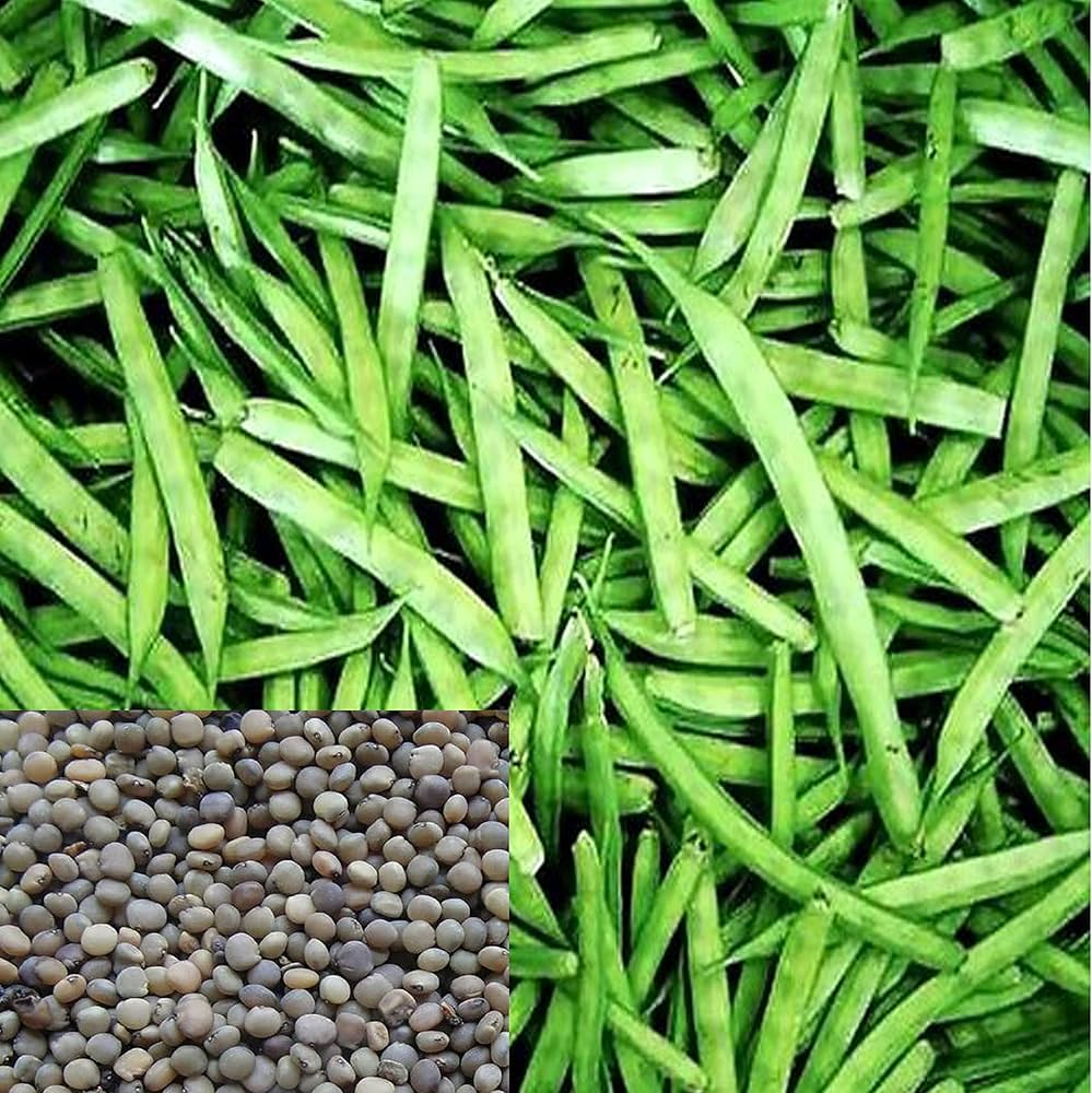 Cluster Beans Seeds for Planting