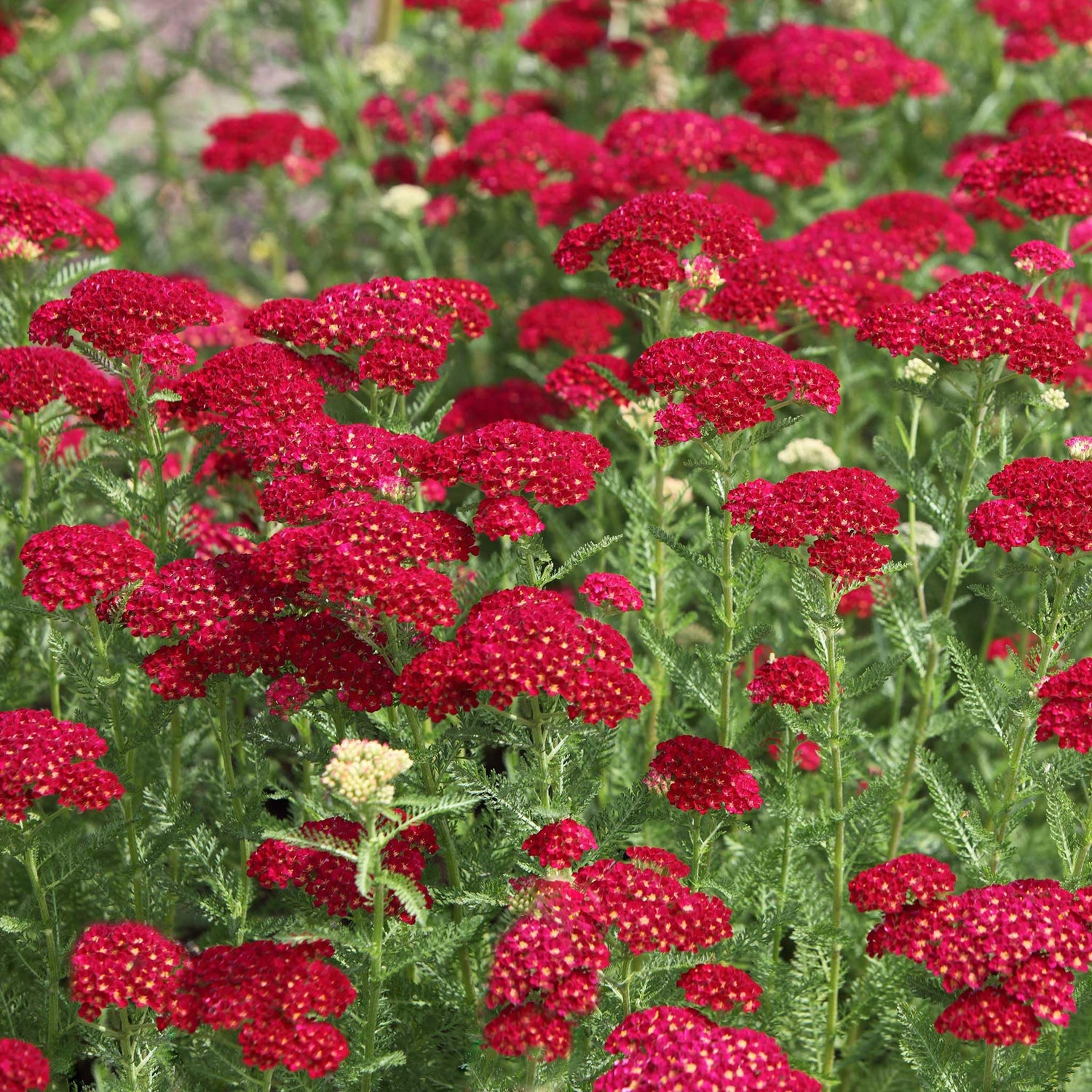 Red Yarrow Achillea millefolium Seeds for Planting wildflower bee butterfly garden