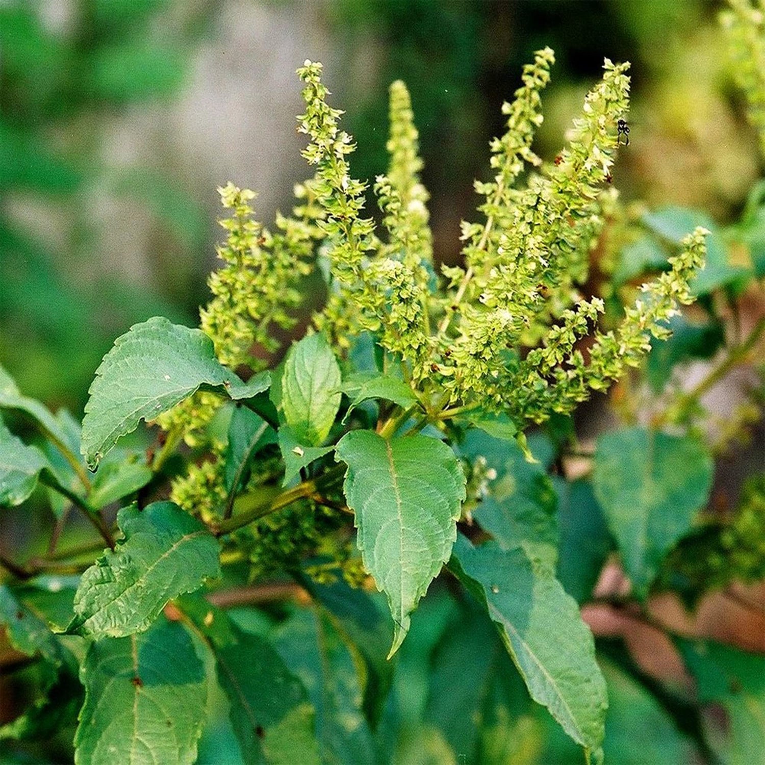 Ocimum Gratissimum Vegetable Seeds for Planting