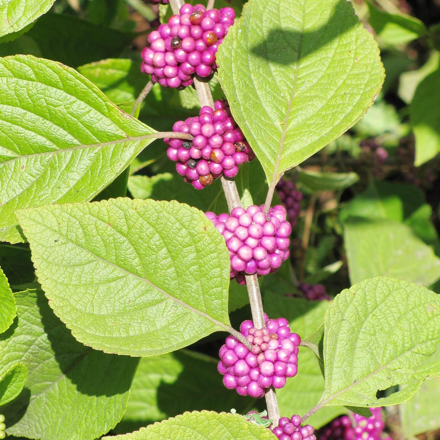 American Beautyberry Seeds