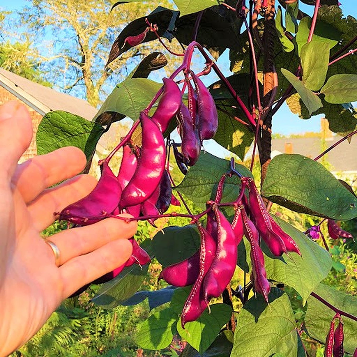 Hyacinth Bean Seeds for Planting - heirloom & Non-GMO Seeds
