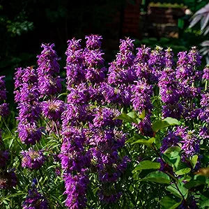 Bee Balm Plant Monarda didyma Seeds for Planting in Flower Bed & Garden