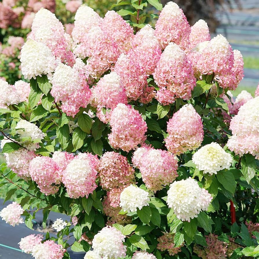 Hydrangea Hydrangea Paniculata White Strawberry Flower Seeds for Planting – Ideal for Home Garden and Ornamental Borders