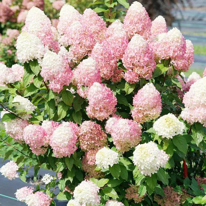 Vainilla Hortensia Flower Seeds for Planting NON GMO Seeds Dhara Seeds
