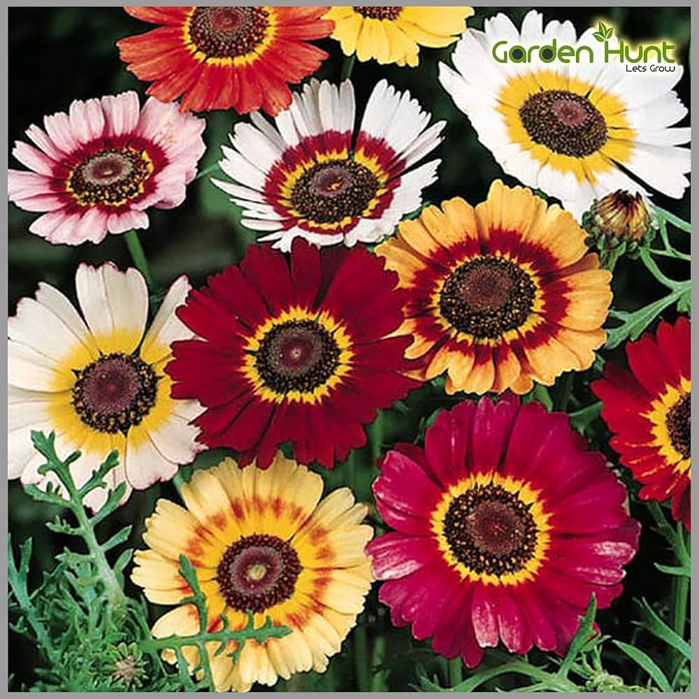 Chrysanthemum Morifolium multicolor Flower Seeds for Planting in backyard gardening and home garden beds