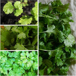 Coriander Herb Seeds for Culinary Use