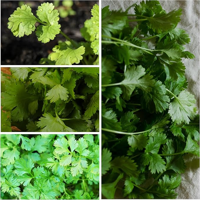 Coriander Herb Seeds for Culinary Use
