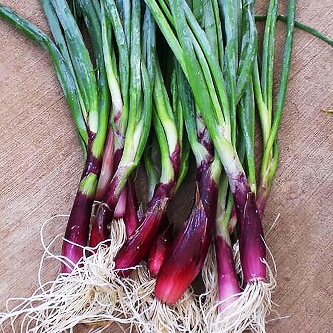 Green Onion Allium fistulosum Scallion vegetable seeds for planting in home garden containers