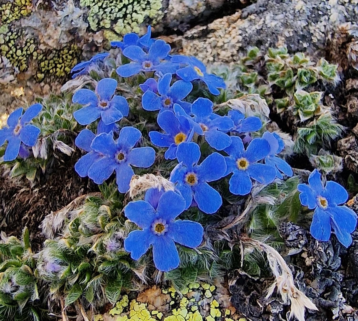 Alpine Flower Seeds for Planting - 100 pcs for planting in your garden.