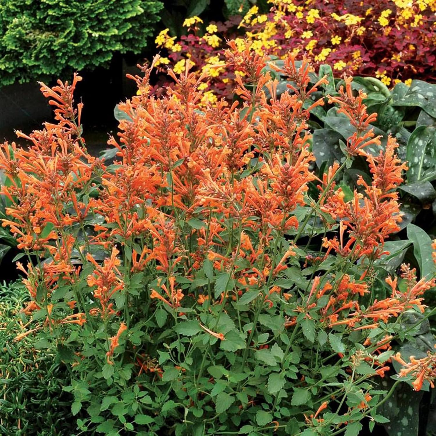 Orange Agastache Hyssop Seeds