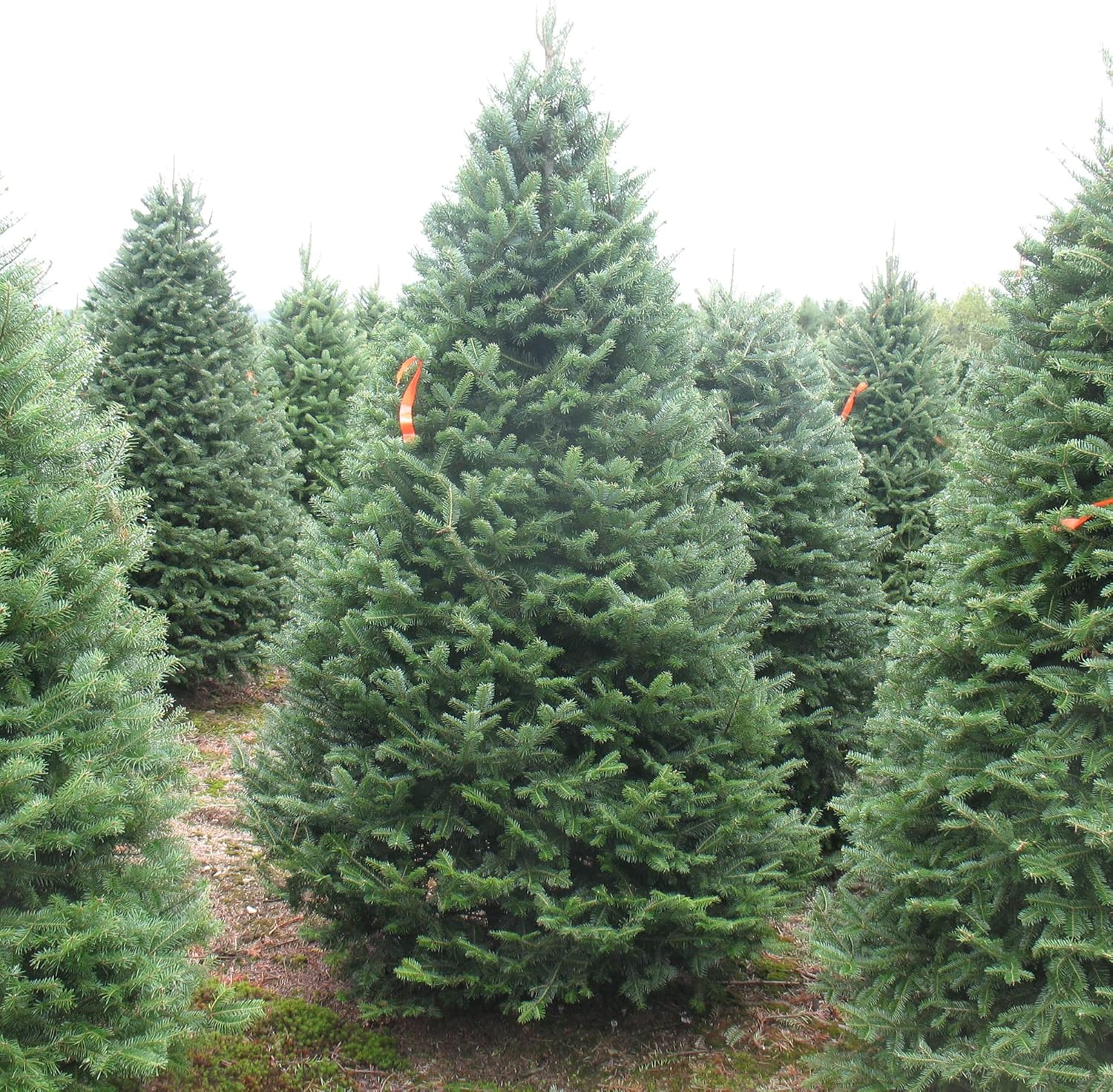 Balsam Fir Seeds