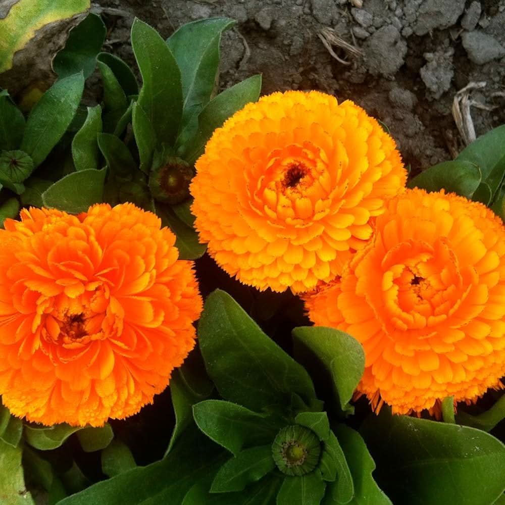Calendula Flower Seeds, Heirloom, Non-GMO Medicinal and Ornamental Seeds for Planting - Flower for planting in home garden
