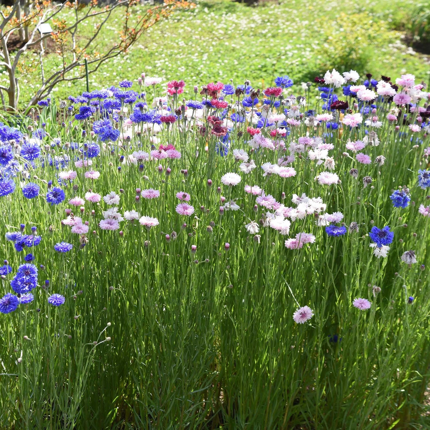 Bachelor Button Centaurea Cyanus Tall Mixed Colors Flower Seeds for Planting