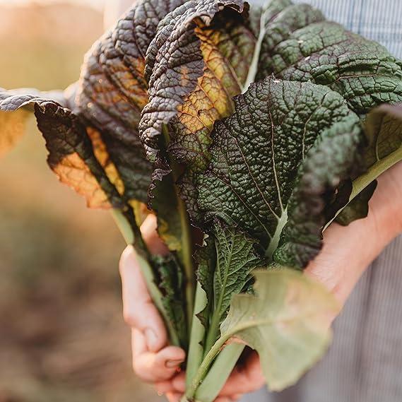Mustard Brassica juncea Red Giant vegetable seeds for planting in kitchen garden or raised beds