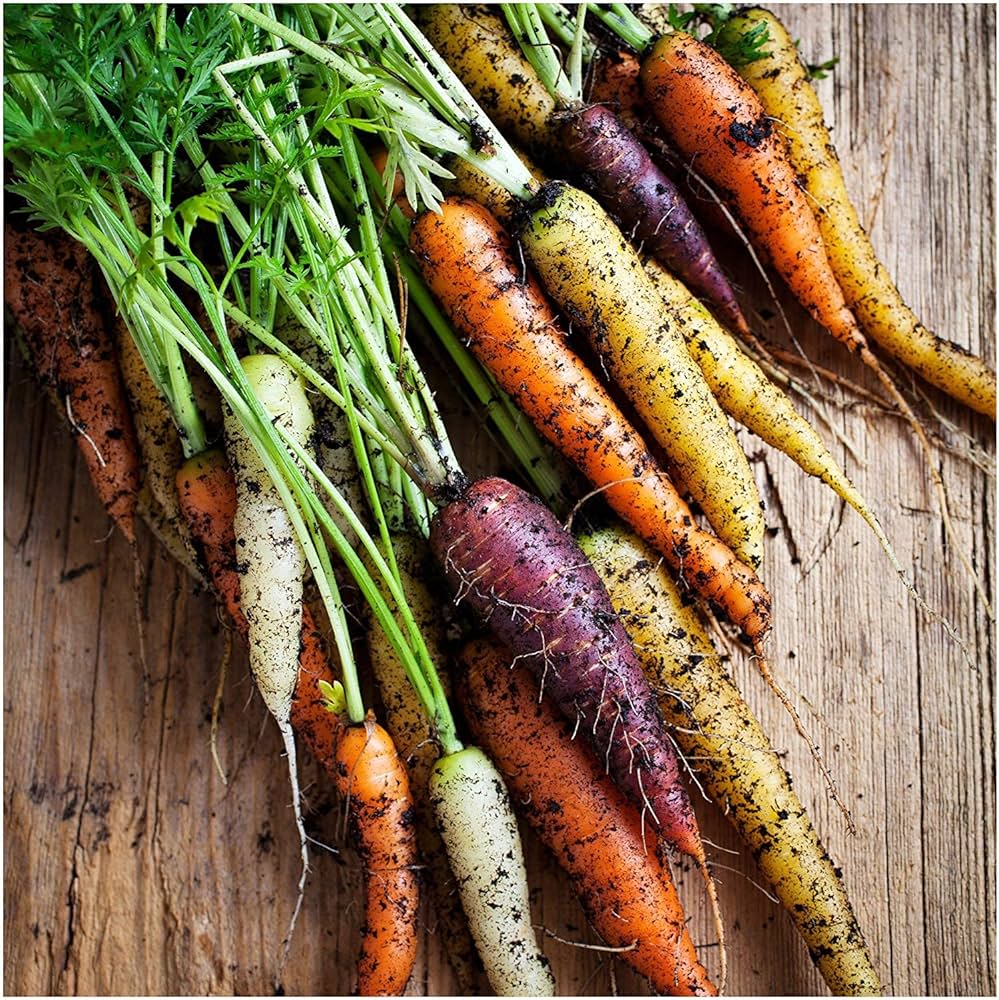 Rainbow Hybrid Carrot Seeds | Multi-Color Carrot Mix – Heirloom, Non-GMO, High Germination Organic Garden Seeds