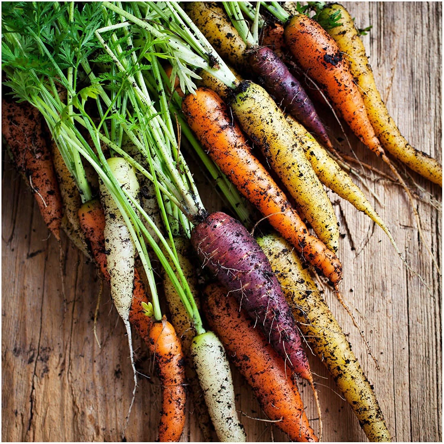 Rainbow Carrot Daucus Carota Vegetable Seeds for Planting in Kitchen Garden and Backyard Beds