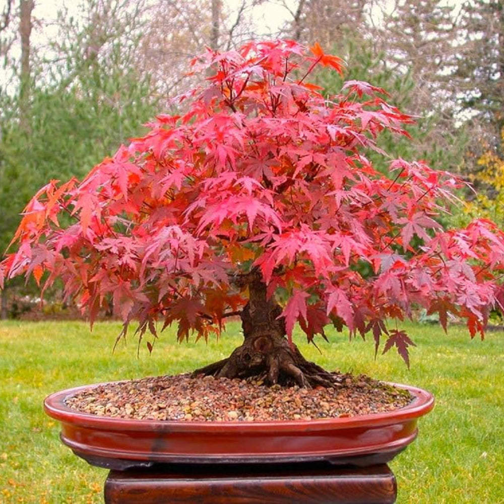 Advanced Mini Bonsai Flower Seeds – Mixed Thunbergii, Red Maple, Albizia, Chinese Fir