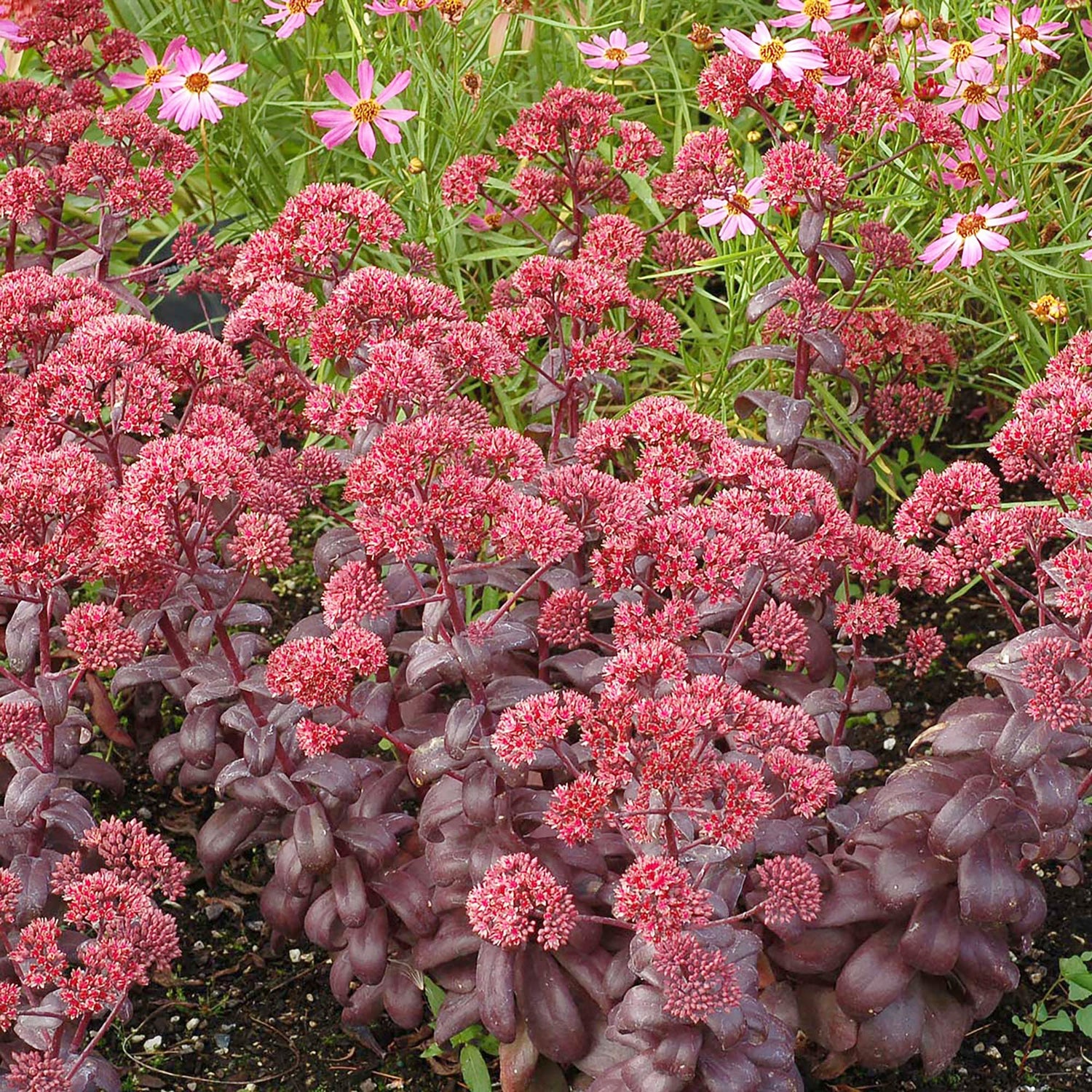 Red Moss Sedum album flower seeds for planting in rock gardens and indoor succulent trays