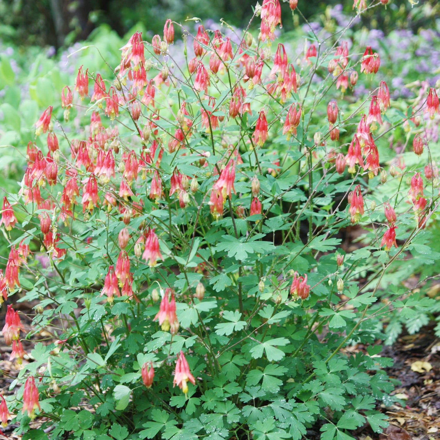Akelei Wild Red Canadian Aquilegia canadensis Seeds for Planting for Flower Bed and Urban Garden