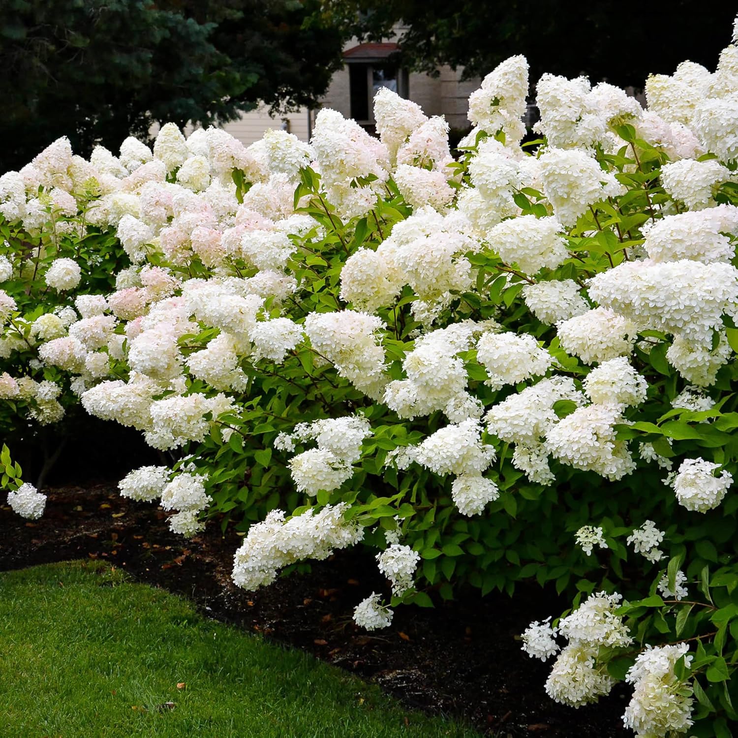 Hydrangea Paniculata Seeds