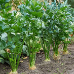 Tendercrisp celery plant grown from seeds with thick, crunchy green stalks and leafy tops