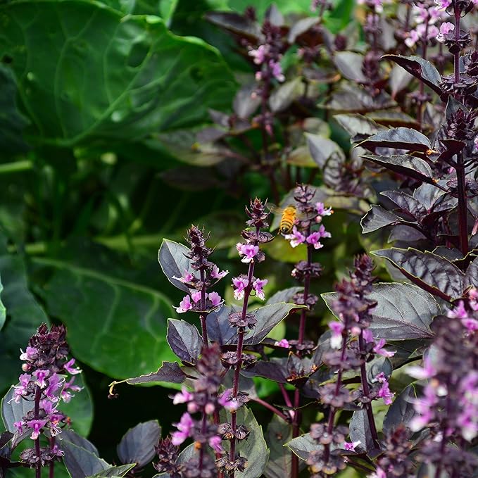 close-up of aromatic purple basil plant leaves

