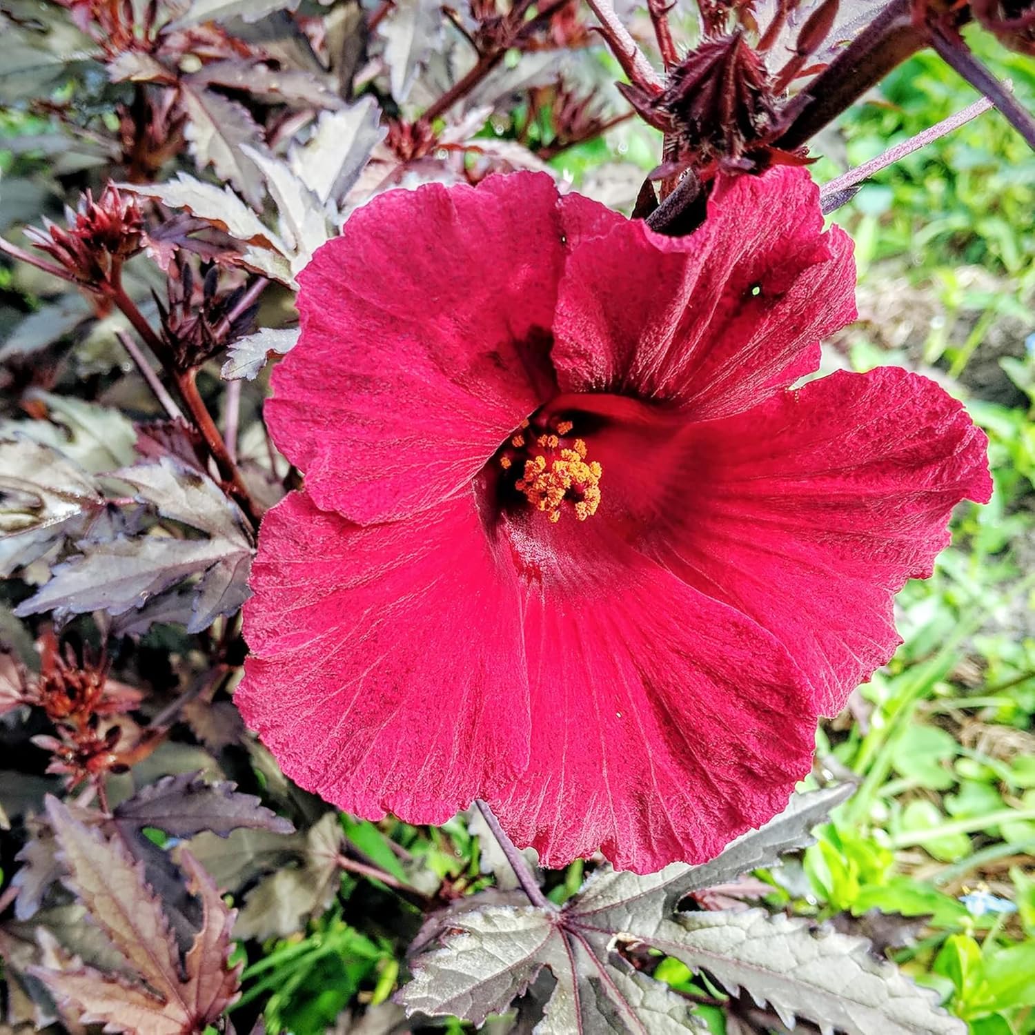 Cranberry Hibiscus Seeds