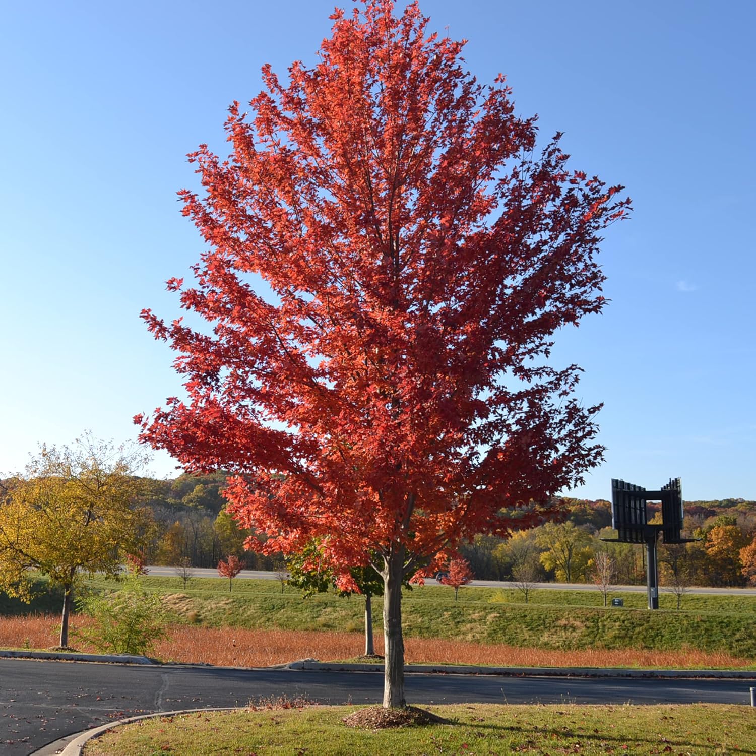 Autumn Blaze Maple Tree Seeds