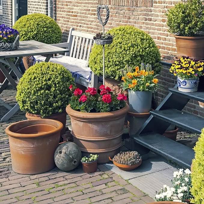 Marigold Tagetes Erecta Pusa Basant Yellow Drought-Tolerant Flower Seeds