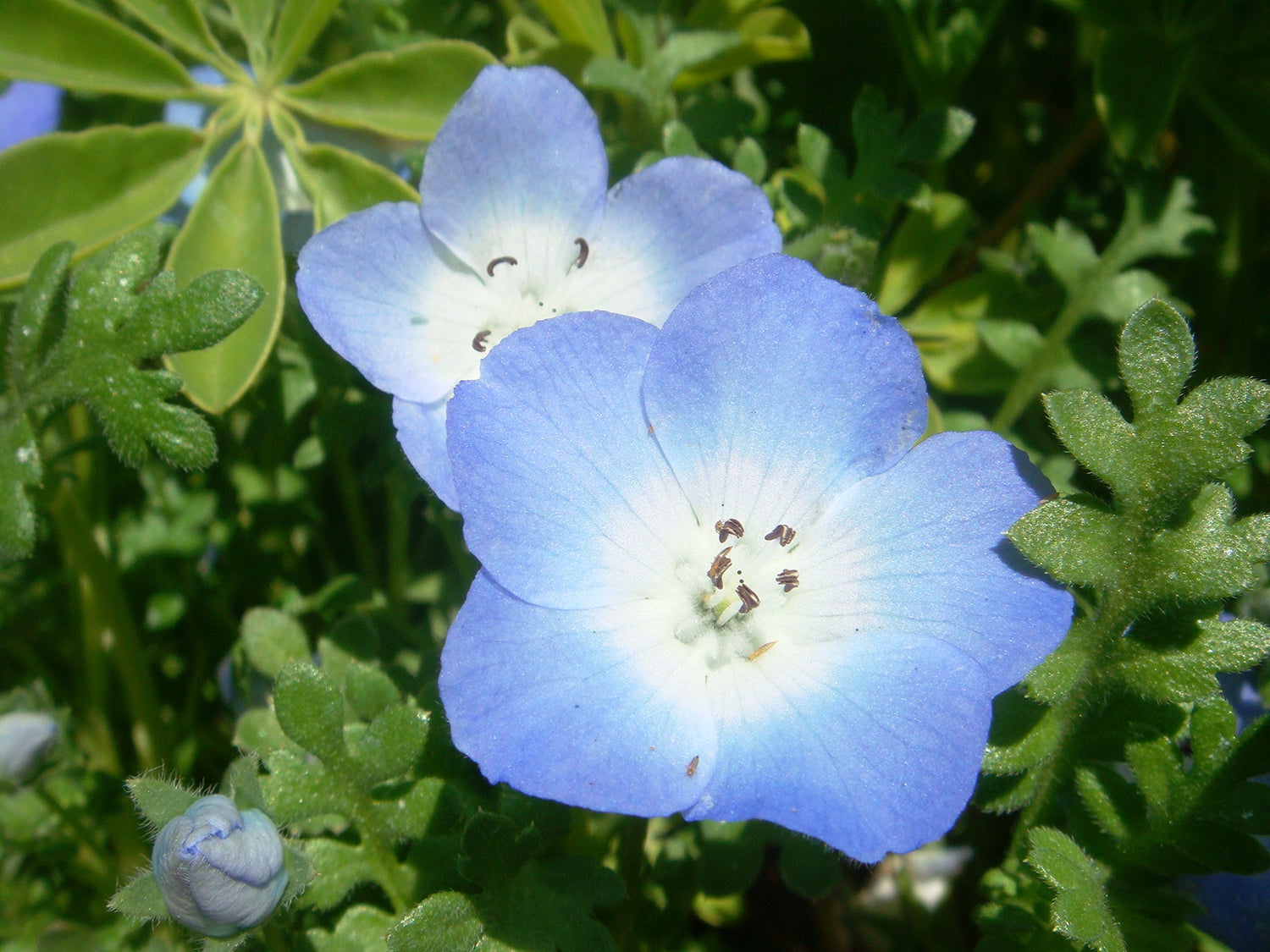 Baby Blue Eyes Nemophila menziesii Seeds for Planting - Ideal for Flower Bed & Urban Garden