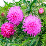 Sow Thistle Herb Sonchus oleraceus for planting in herb garden
