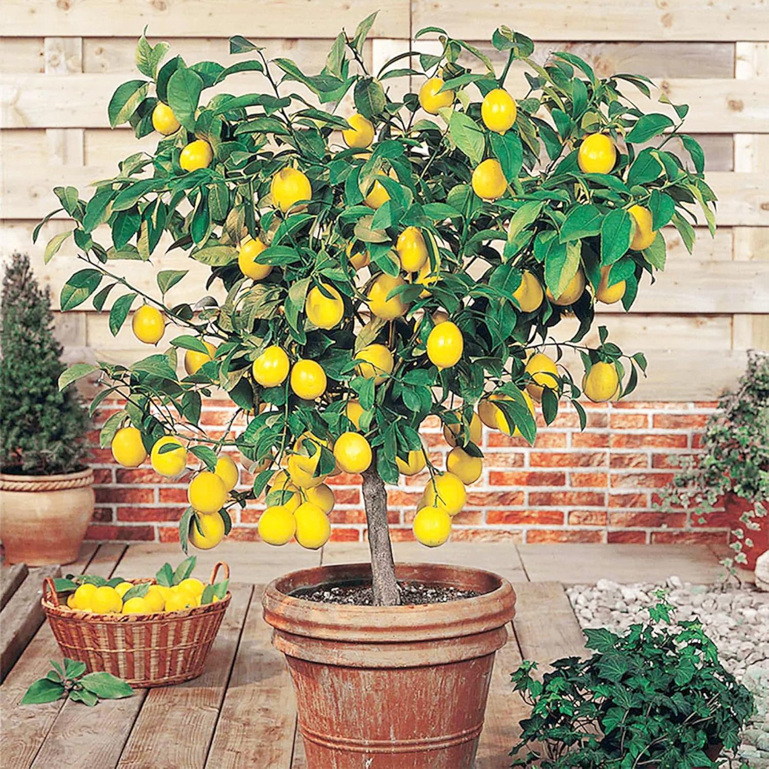 Meyer Dwarf Lemon Tree Seeds