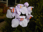 Utricularia Flower Seeds for Planting, 100 seeds for planting in home garden
