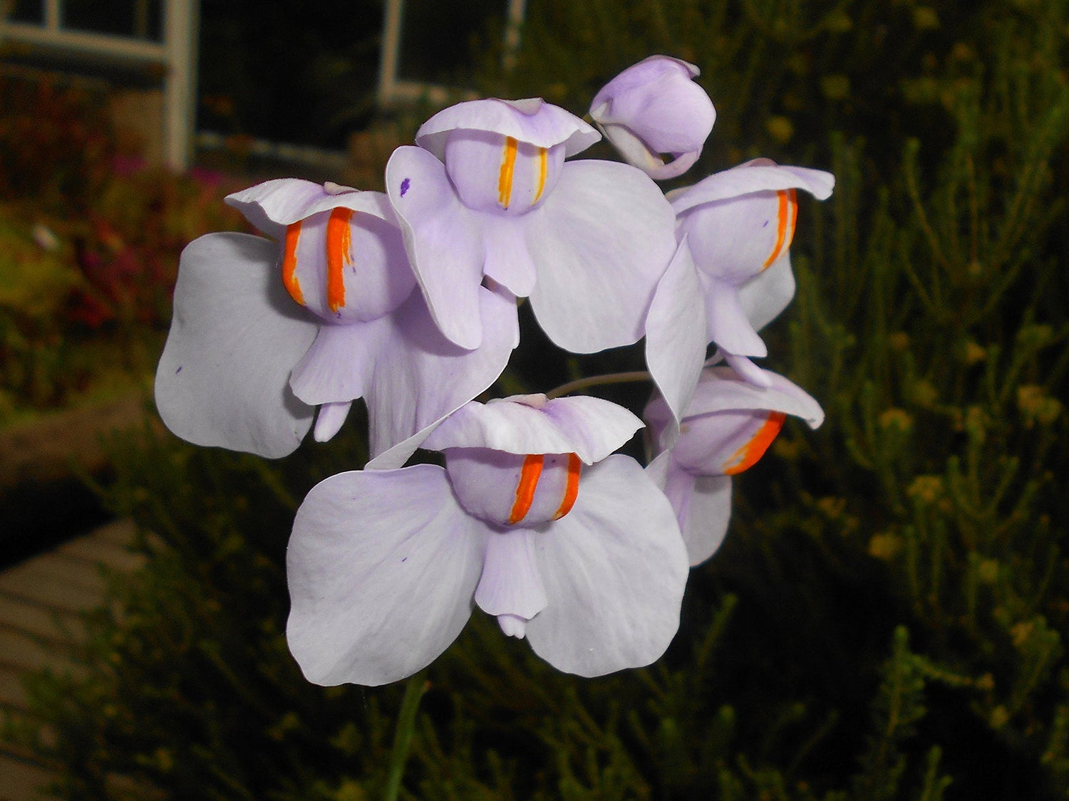 Utricularia Flower Seeds for Planting, 100 seeds for planting in home garden