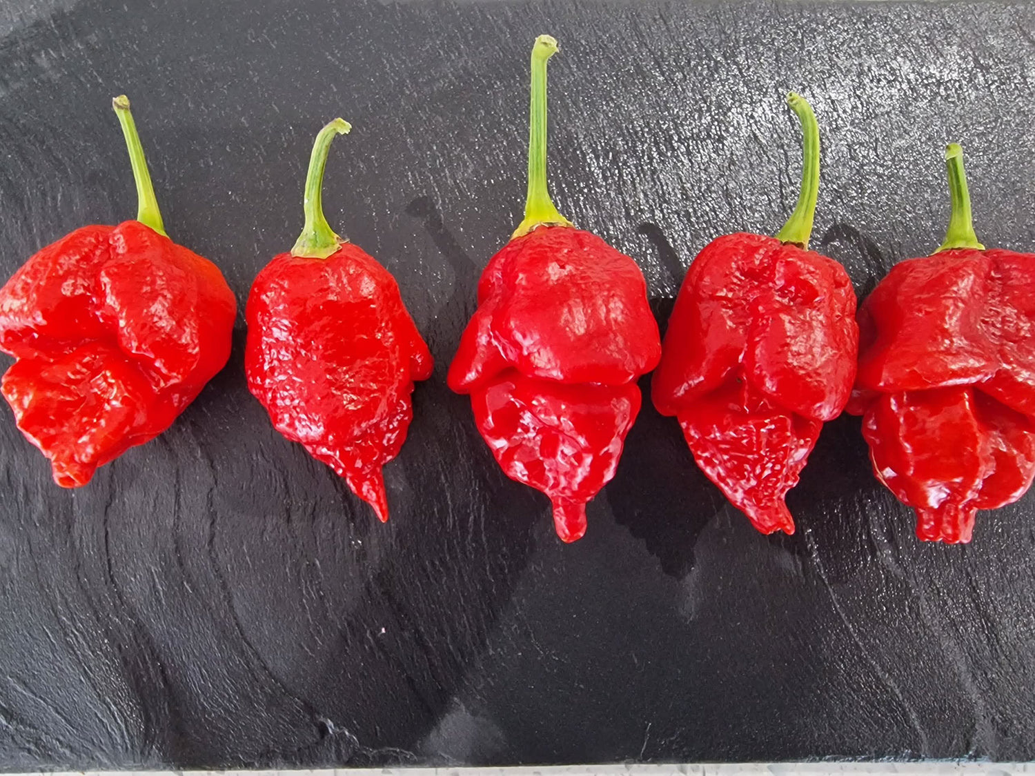 Apocalypse Pepper Capsicum Chinense Vegetable Seeds for Planting in Home Garden and Backyard Gardening