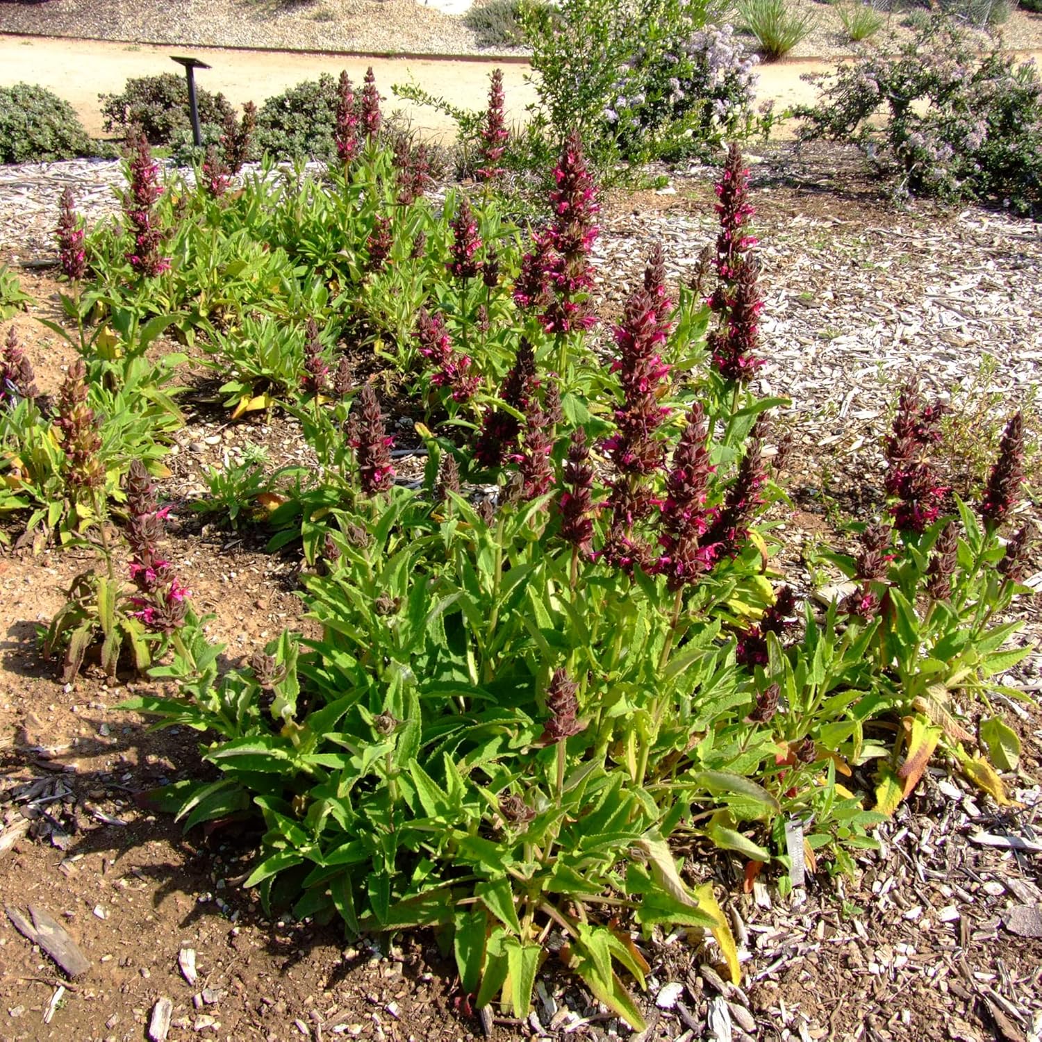 Salvia Spathacea Seeds