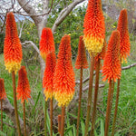 Torch Lily Kniphofia uvaria for planting in garden