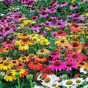 Firebird Coneflower Echinacea purpurea for planting in flower bed