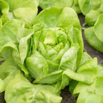Boston Butterhead Lettuce Lactuca sativa seeds for garden planting