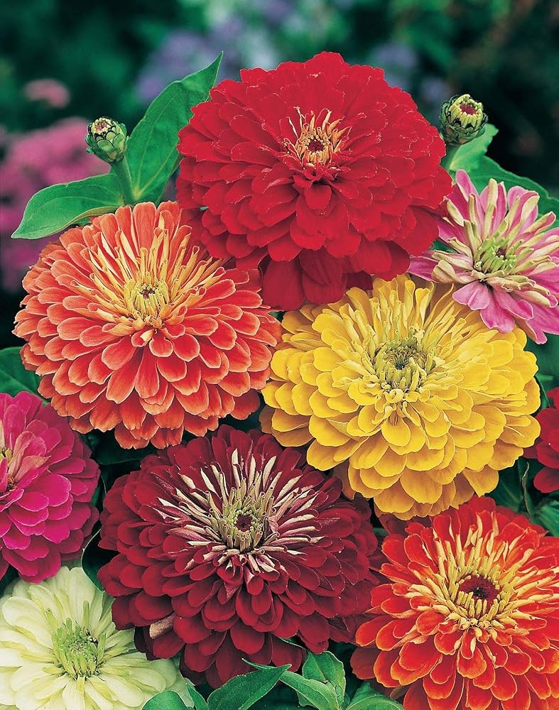 Dahlia Dahlia Pinnata Flower Seeds for Planting – Perfect for Backyard Gardening and Colorful Flower Beds