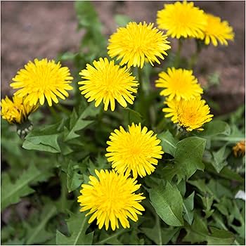 Dandelion Seeds for Planting for Garden